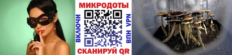 Псилоцибиновые грибы Psilocybe  купить наркотики цена  Йошкар-Ола 
