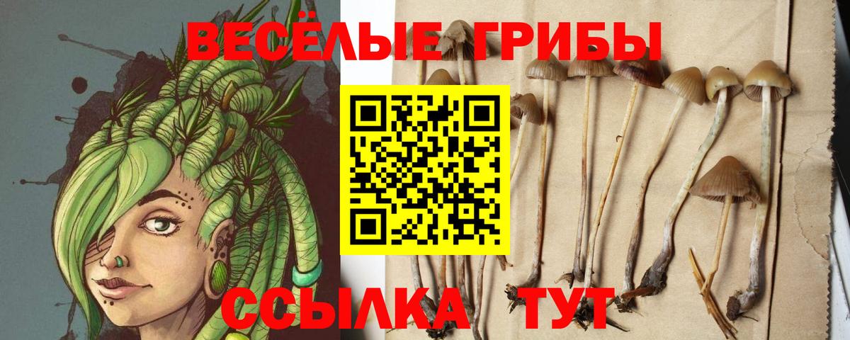 Псилоцибиновые грибы Cubensis Йошкар-Ола